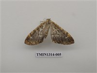 藏品(撒旦豹紋尺蛾)的圖片